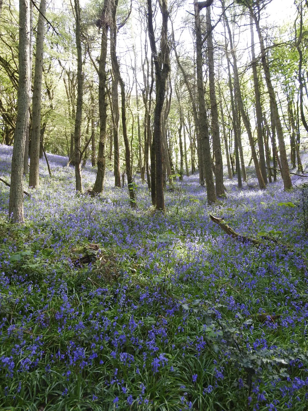 Bluebells in Bloom