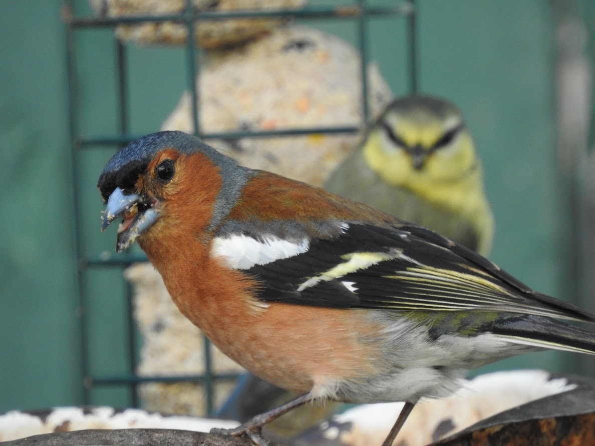 Waiting for a Turn at the Feeder