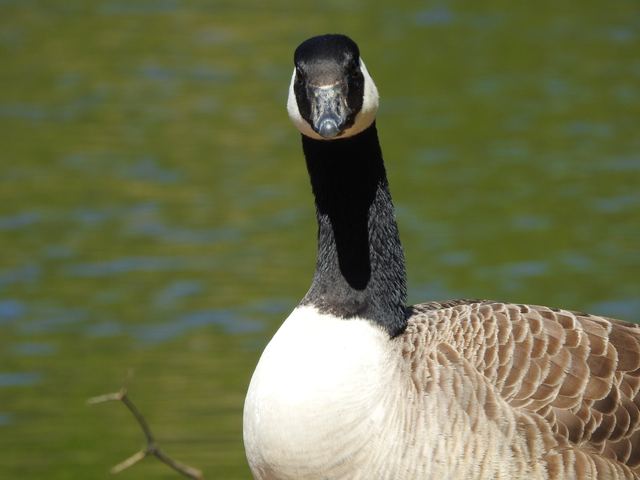 What you looking at?